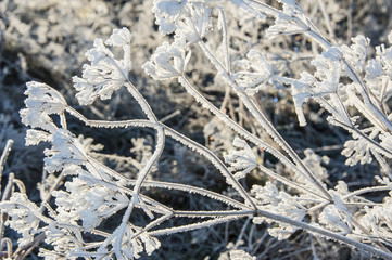 winter meadow with frozen plants