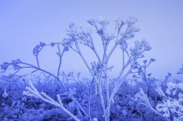 winter frozen plant