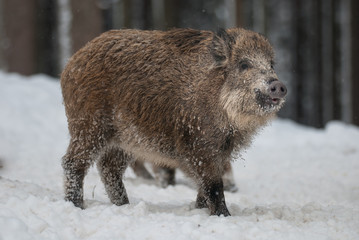 Wild Boar in winter forest