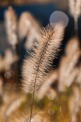 Water droplets in sunlight on golden natural brushes