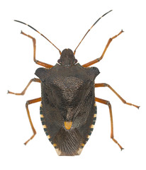 Shield bug isolated on white background
