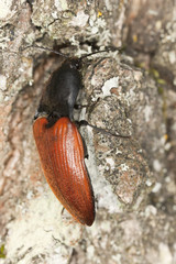 Rusty click beetle, Elater ferrugineus on oak, macro photo