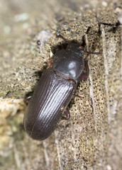 Tenebrionidae beetle on oak, macro photo, focus on eye