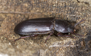 Tenebrionidae beetle on oak, macro photo, focus on eye