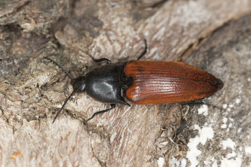 Rusty click beetle, Elater ferrugineus on oak, macro photo