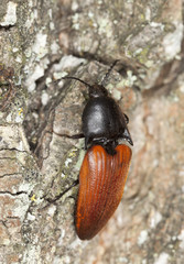 Rusty click beetle, Elater ferrugineus on oak, macro photo,