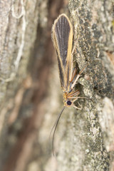 Small moth on wood, extreme close-up with high magnification