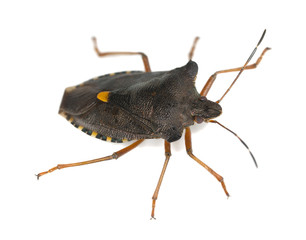 Shield bug isolated on white background