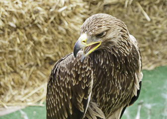 Wild Eagle