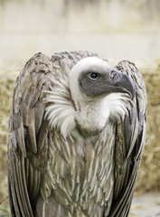 Scavenger Vulture