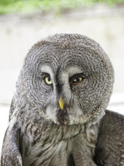 Night owl