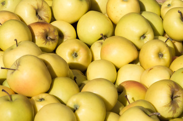 Freshly harvested Golden Delicious apples