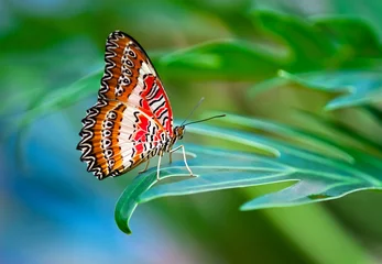 Crédence de cuisine en verre imprimé Papillon Papillon léopard chrysope (Cethosia cyane)