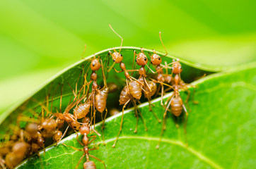 red ant teamwork