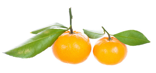 Two mandarins with green leaves