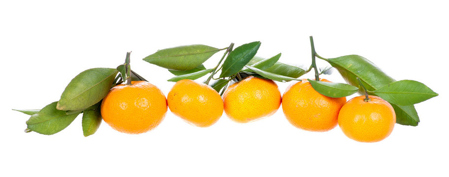 Line of mandarins with leaves