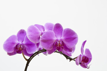 Fototapeta na wymiar Butterfly orchid