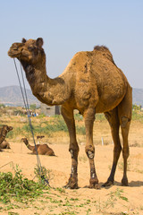 Camels at the Pushkar Fair, Rajasthan, India