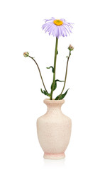 Flower in a vase