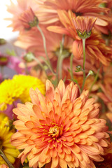 beautiful chrysanthemum