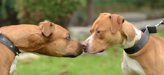 Two Pit bulls terriers watching each other head to head.