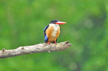Black-capped Kingfisher