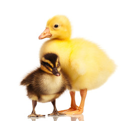 Domestic duckling and gosling