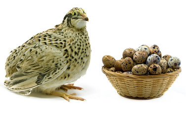 Quail with basket of eggs over white