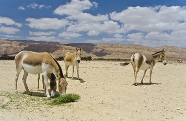 Onager ass in Israeli nature reserve
