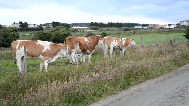 Bullen am Wegesrand