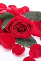 red rose and petals