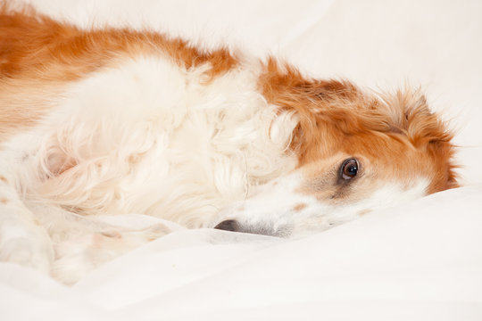 Russian borzoi