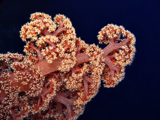 gorgonia © paulreds