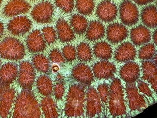 corallo