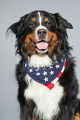 Cute berner sennen dog against grey background. Studio shot.