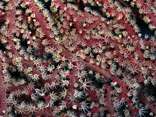 gorgonia © paulreds