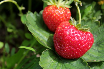 Closeup of fresh organic strawberries growing on the garden