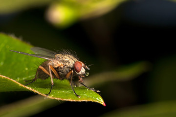 House-fly on green plant leaf