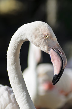 Looking Flamingo