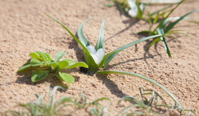 Androcymbium psammophilum, endemic to Canary Islands Fuerteventu