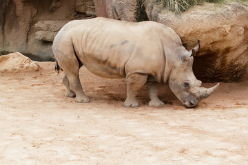 Obraz premium Rinoceronte al aire libre