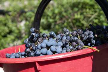 Red wine grapes