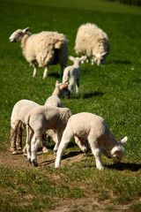 Obraz na płótnie Canvas wypas owiec z jagniąt