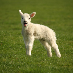 bleating little lamb