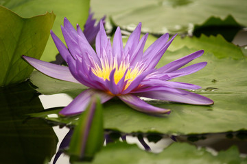 violet water lily flower head