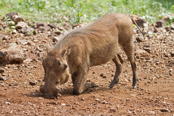 Fototapeta premium Close-up side view of a warthog; Phacochoerus aethioplus