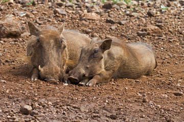 Close-up front view of two warthog; Phacochoerus aethioplus