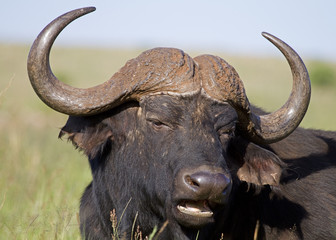Close-up portrait of  buffalo bull; Syncerus caffer