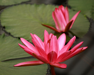 two red water lily flower heads