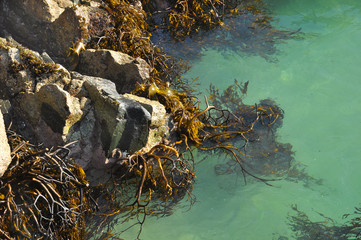 oceano pacifico